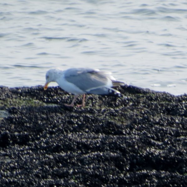 Herring Gull