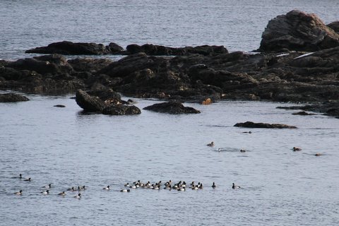 Scaup and black ducks