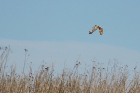 Barn Owl