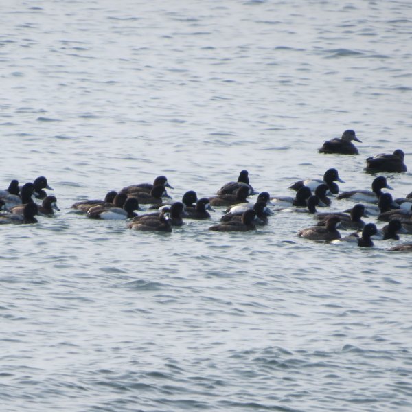 Greater and Lesser Scaup