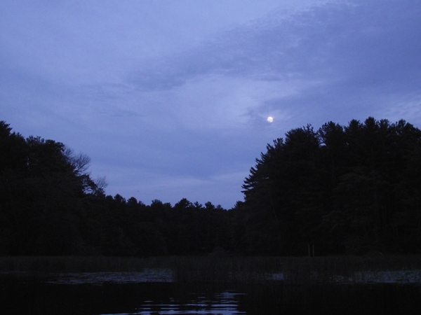 The almost full moon rising over the trees.