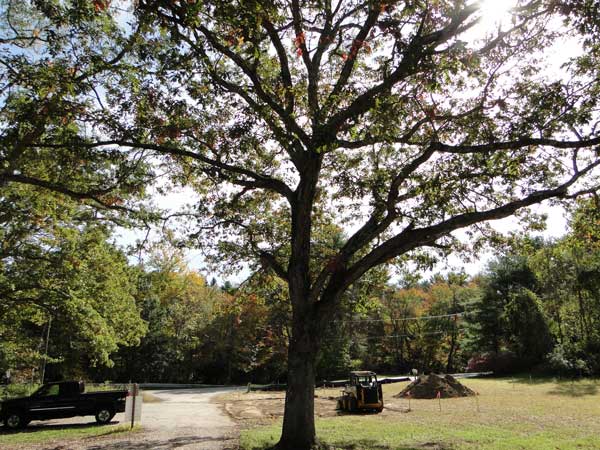 the great old oak will remain though many invasives will soon be pulled from the WPWA campus